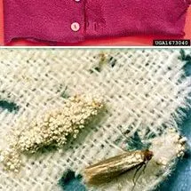 thumbnail for publication: The Facts about Mothballs